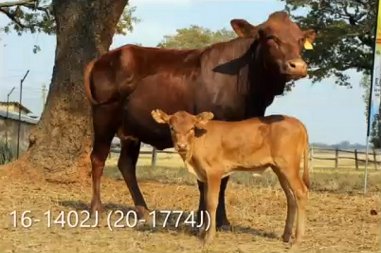 Oscar-Johnson-Jambo-Tuli-Heifer-and-calf