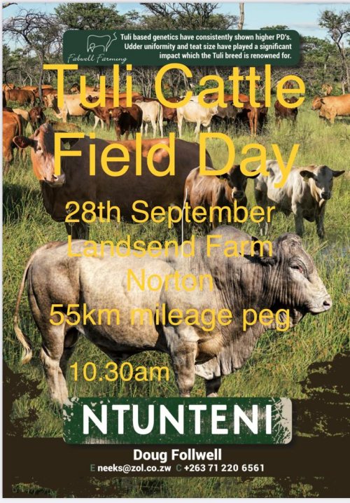 Tuli-Cattle-Society-Zim-ntunteni-field-day