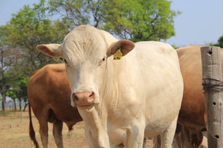 Tuli-Cattle-Society-handsome-white-tuli-bull-face-on
