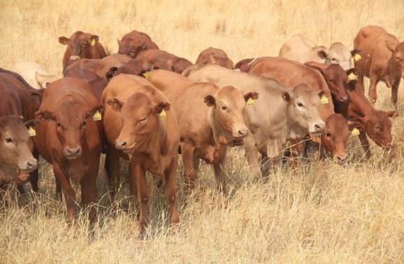 Tuli-Society-Cows-in-golden-grass